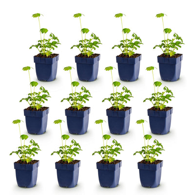 Green boutiQ - Perennial Plant - Astrantia major - Masterwort - Shade - White-Pink - 12 Plants - 11cm Pot - Height 15-25cm
