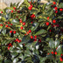 Ilex Blue Maid Heckenpflanzen – 8 Stück für 1m dichte, grüne Hecke Bild 5