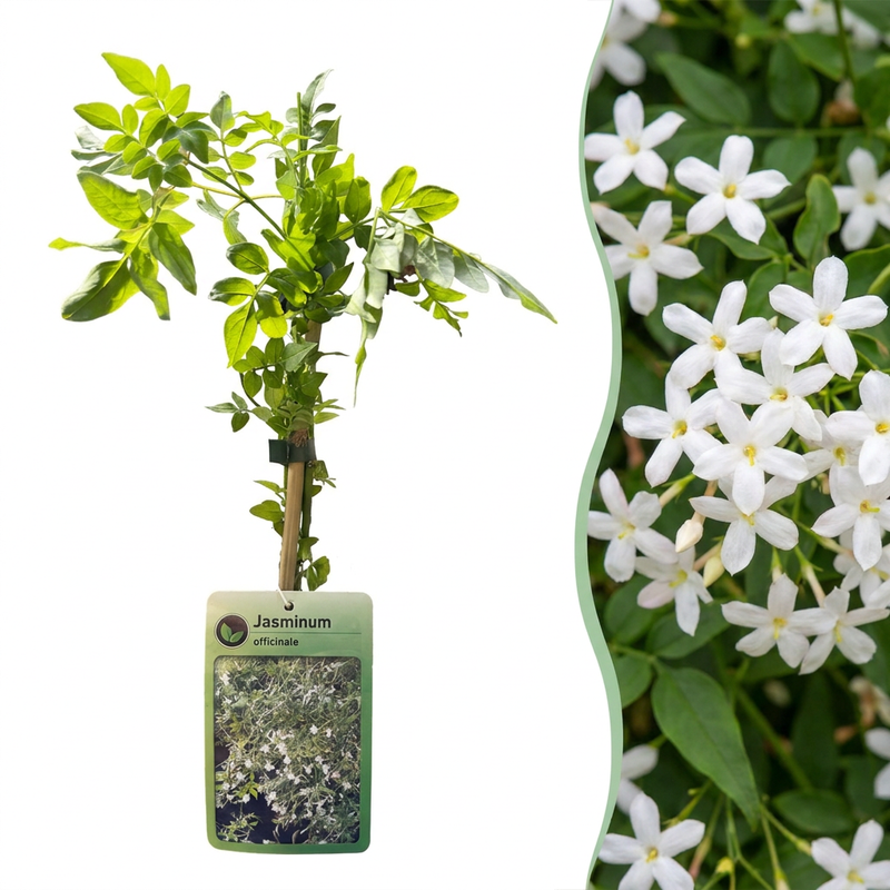 Echter Jasmin 'Officinale' Kletterpflanze - Duft & weiße Blüten