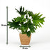 Philodendron Lickety Split, 70cm, mit Korb, pflegeleicht Bild 3