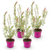 4x Salix Flamingo (Flamingo-Weide) im 17cm Topf, 40-50cm hoch Bild 2