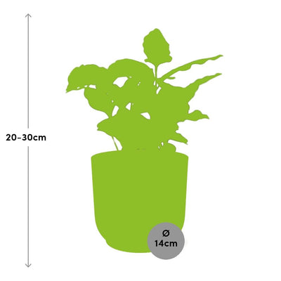Coffea Arabica Topf ELHO Vibes Fold 14cm rosa