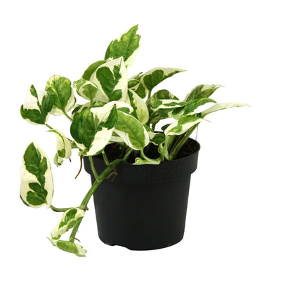 Scindapsus (Epipremnum) N'joy Topf 12cm - Pflegeleichte Zimmerpflanze