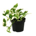 Scindapsus (Epipremnum) N'joy Topf 12cm - Pflegeleichte Zimmerpflanze Bild 1