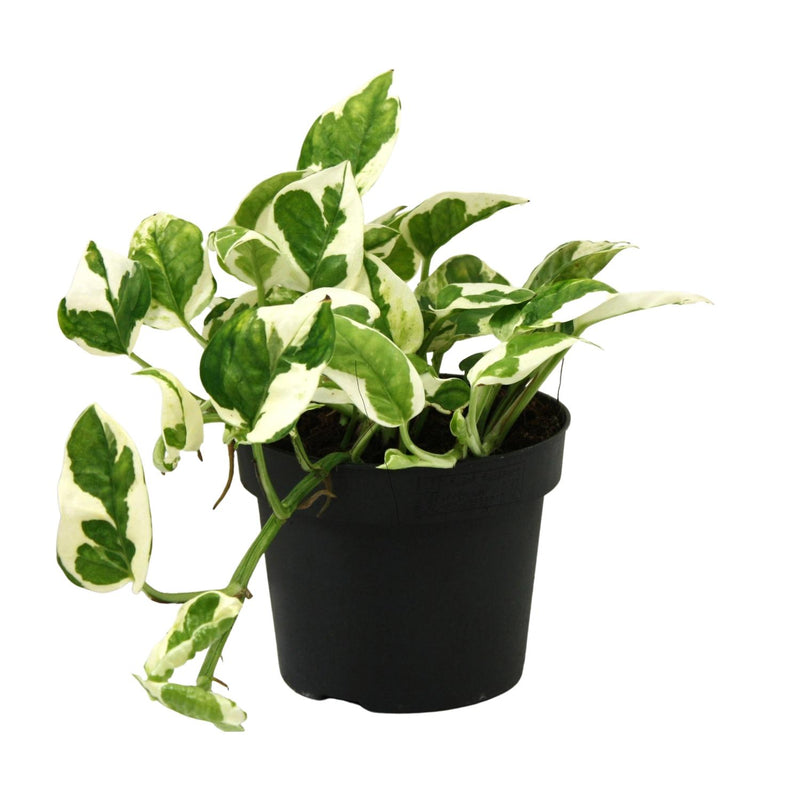 Scindapsus (Epipremnum) N'joy Topf 12cm - Pflegeleichte Zimmerpflanze
