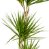 Dracaena Marginata Green Zimmerpflanze | 130-150cm, Topf Ø24cm Bild 4