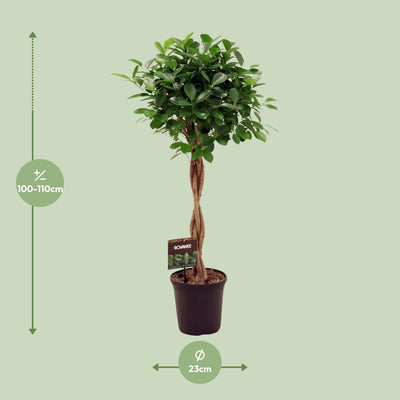 Ficus Moclame Zimmerpflanze Ø23cm, Höhe 110cm