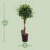 Ficus Moclame Zimmerpflanze Ø23cm, Höhe 110cm Bild 2