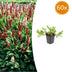 Persicaria aff. 'Darjeeling Red' Staude - 10-25cm, Ø9cm Bild 1