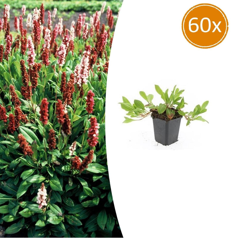 Persicaria aff. 'Darjeeling Red' Staude - 10-25cm, Ø9cm
