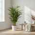 Goldfruchtpalme Dypsis Lutescens - Ø17cm - ↕65cm Bild 3