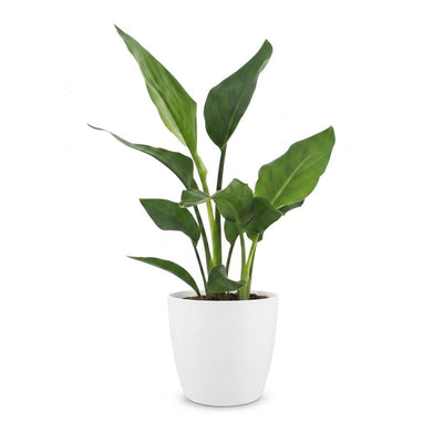 Green boutiQ - Strelitzia Reginea - Bird of Paradise Flower - 1 Plant - with White Pot - Pot 12cm - Height - 35cm