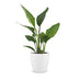 Green boutiQ - Strelitzia Reginea - Paradiesvogelblume - 1 Plant - met Potter Wit - Pot 12cm - Hoogte - 35cm Bild 2