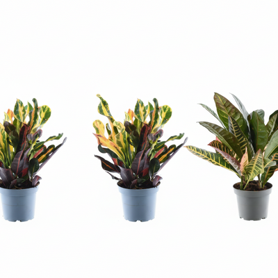 3x Bunter Croton Codiaeum Mix – 30cm Topf (ø12)