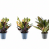 3x Bunter Croton Codiaeum Mix – 30cm Topf (ø12) Bild 1