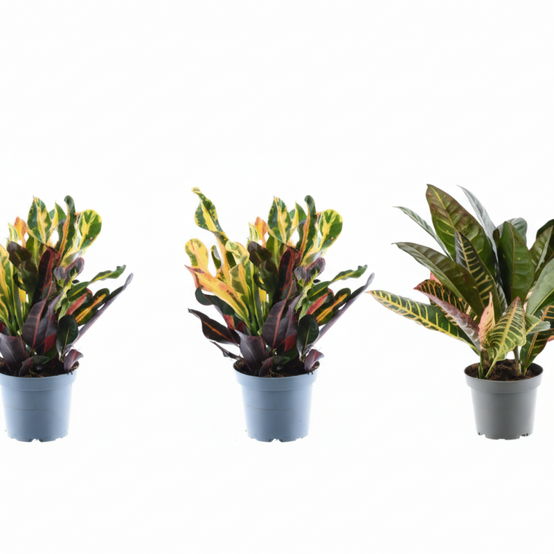 3x Bunter Croton Codiaeum Mix – 30cm Topf (ø12)