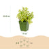 Green boutiQ - Stauden - Beetpakket - Teekräuter - Verschiedene - Sorten und Farben - 6 Pflanzen - Topf 11cm - Höhe 15-25cm Bild 3