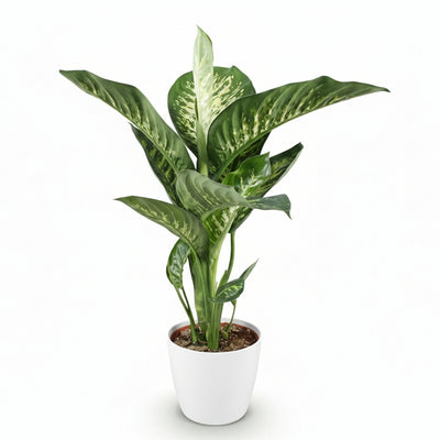 Dieffenbachia Tropic Snow, pflegeleicht, 90-100cm, Topf 21cm, Weiß