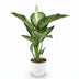 Dieffenbachia Tropic Snow, pflegeleicht, 90-100cm, Topf 21cm, Weiß Bild 2