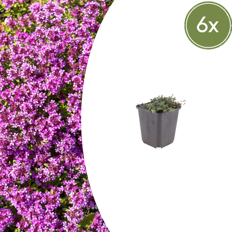 Thymus praecox 'Coccineus' groundcover, 6x, 10-25cm, Ø9cm