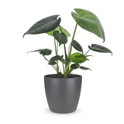 Green boutiQ - Monstera Deliciosa - Fensterblatt - 1 Pflanze - mit Grau Topf - Topf 12cm - Höhe - 30cm