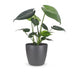Green boutiQ - Monstera Deliciosa - Fensterblatt - 1 Pflanze - mit Grau Topf - Topf 12cm - Höhe - 30cm Bild 2