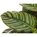 Calathea Ornata Sanderiana, Ø27cm, 60-80cm hoch Bild 5
