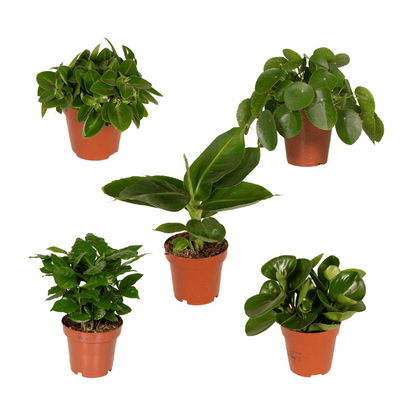 Überraschungsbox Zimmerpflanze Ø12cm, H25cm - 5 Pflanzen