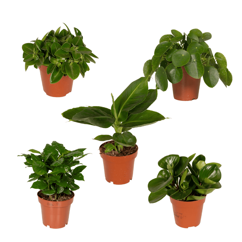 Überraschungsbox Zimmerpflanze Ø12cm, H25cm - 5 Pflanzen