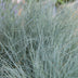 Ziergras 'Elijah Bleu' (Festuca glauca): 48x 10-25cm Bild 6