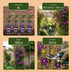 6x Clematis Etoile Viol - Waldrebe Étoile Violette - Lila - Kletterpflanze - Ø9cm - ↕35cm Bild 5