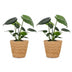 Green boutiQ - Monstera Deliciosa - Fensterblatt - 2 Pflanzen - mit Seegraskorb - Topf 12cm - Höhe 30cm Bild 2