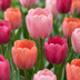 80x Tulipa 'Positive Vibe' - Frühlingsblüher - Zwiebelgröße 11/12 Bild 1