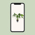 Philodendron Green Wonder, 100cm, Topfgröße Ø24cm Bild 5