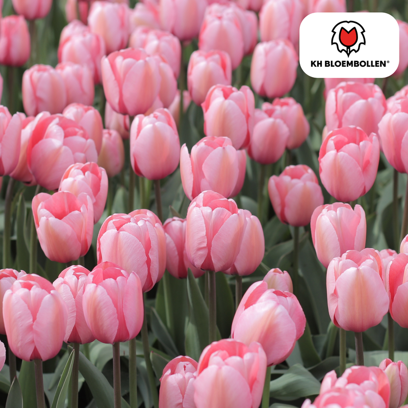 Tulpenzwiebeln Apricot Delight – 20 Stück | KH Bloembollen® | Rosa-Apricot-Tulpe – Sanft & Frisch – Geschenk für Garten oder Topf – Größe 11/12 – Frisch vom Züchter!