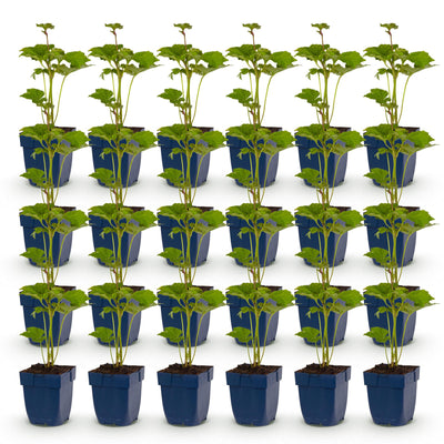 Green boutiQ - Perennial - Anemone hybr. Kön. Charlotte - Autumn Anemone - Shade - Pink - 24 Plants - Pot 11cm - Height 15-25cm