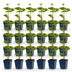 Green boutiQ - Perennial - Anemone hybr. Kön. Charlotte - Autumn Anemone - Shade - Pink - 24 Plants - Pot 11cm - Height 15-25cm Bild 2