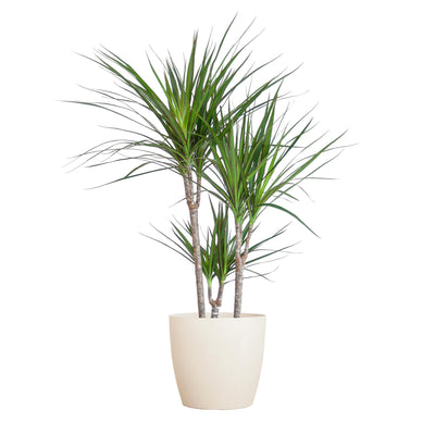 Dracaena Marginata mit weißem Topf - 95 cm