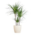 Dracaena Marginata mit weißem Topf - 95 cm Bild 1