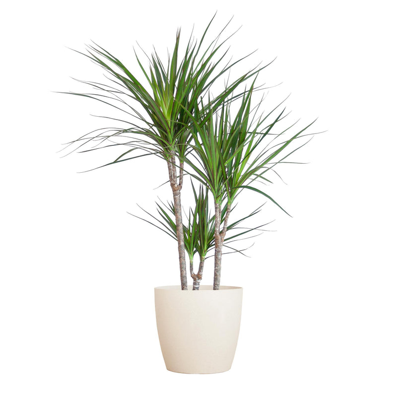 Dracaena Marginata mit weißem Topf - 95 cm
