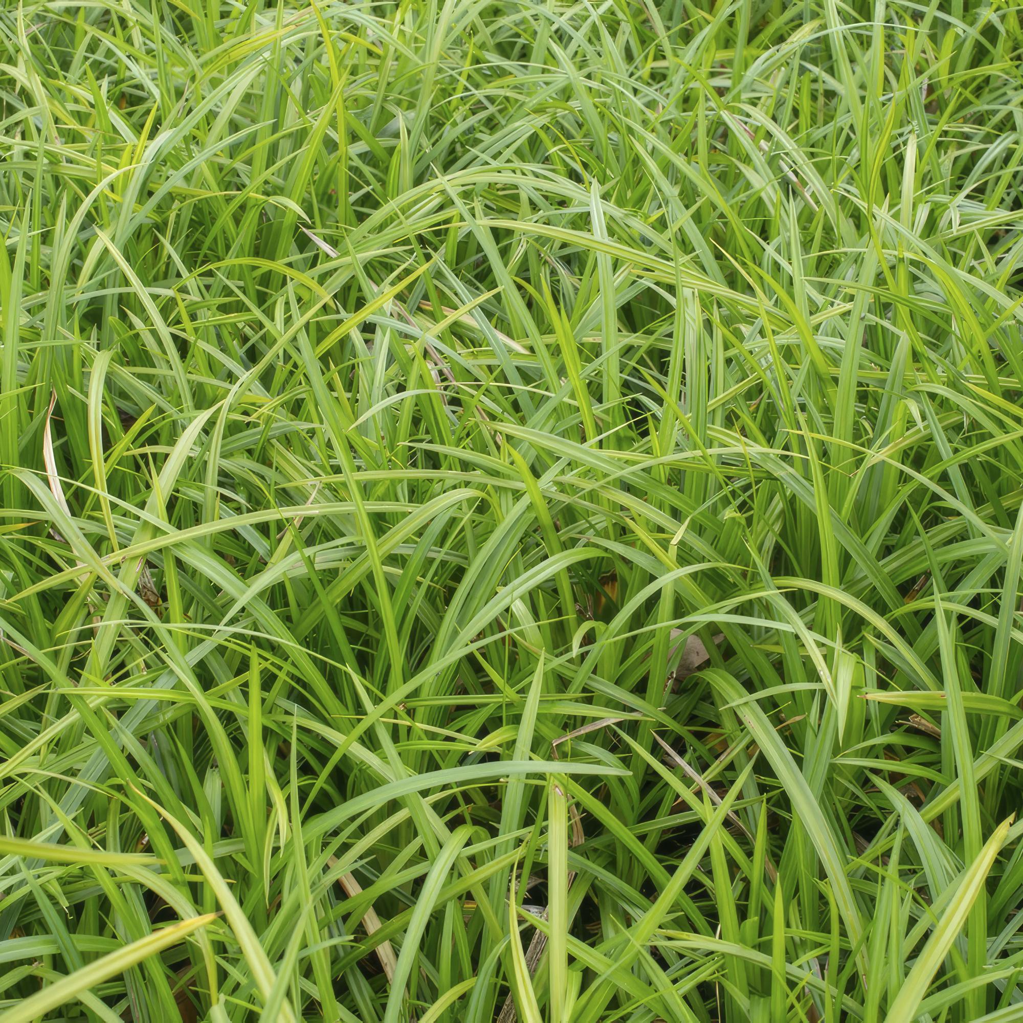 48x Carex morrowii 'Irish Green' - ↕10-25cm - Ø9cm