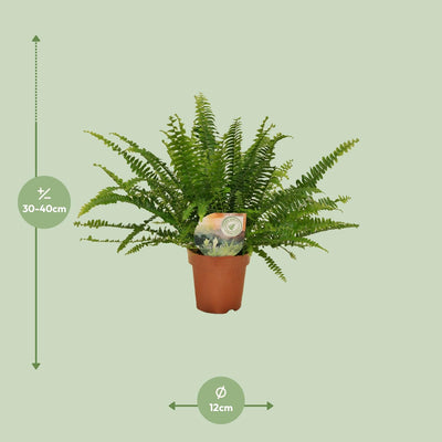 Nephrolepis 'Green Lady' - Boston Farn im Ø12cm Topf, 30cm Höhe