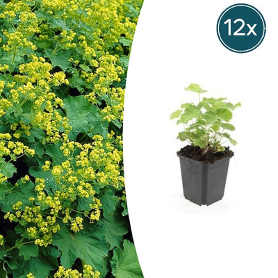12x Frauenmantel (Alchemilla mollis) - 10-25cm - Ø9cm