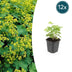 12x Frauenmantel (Alchemilla mollis) - 10-25cm - Ø9cm Bild 1