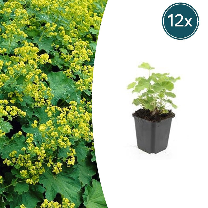 12x Frauenmantel (Alchemilla mollis) - 10-25cm - Ø9cm