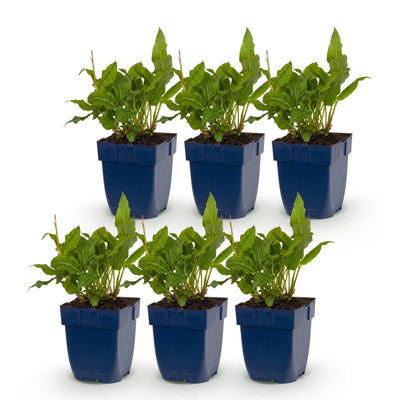 Green boutiQ - Perennial - Persicaria ampl. Rosea - Smartweed - Shade - Pink - 6 Plants - 11cm Pot - 15-25cm Height