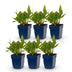 Green boutiQ - Perennial - Persicaria ampl. Rosea - Smartweed - Shade - Pink - 6 Plants - Pot 11cm - Height 15-25cm Bild 1