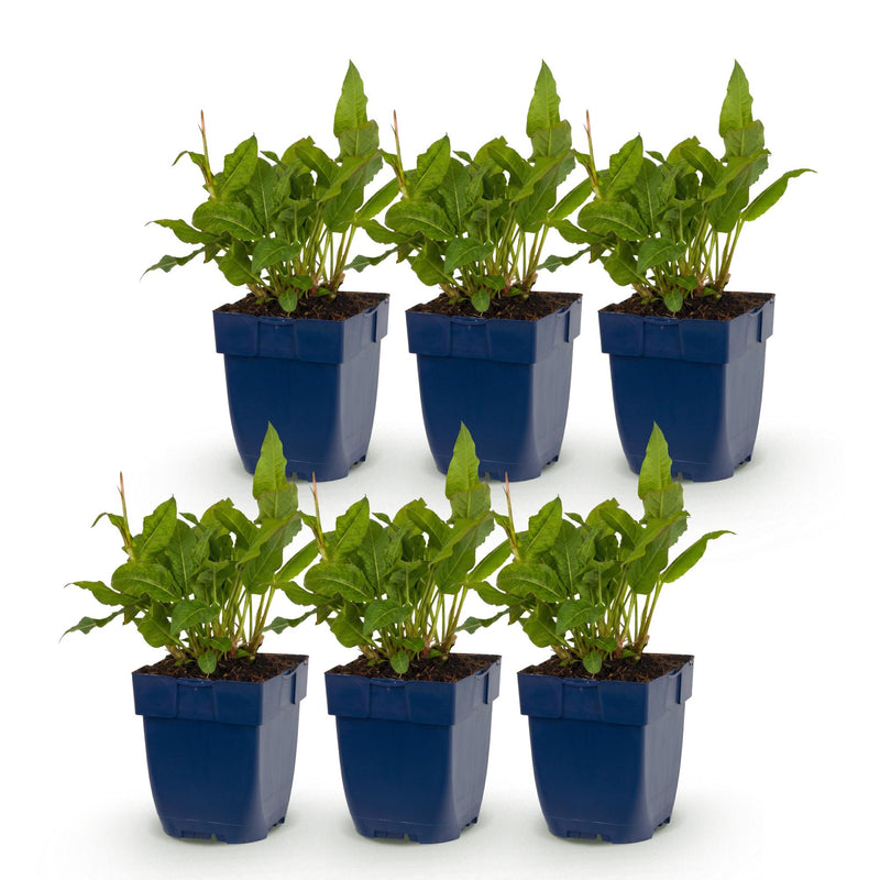 Green boutiQ - Perennial - Persicaria ampl. Rosea - Smartweed - Shade - Pink - 6 Plants - Pot 11cm - Height 15-25cm