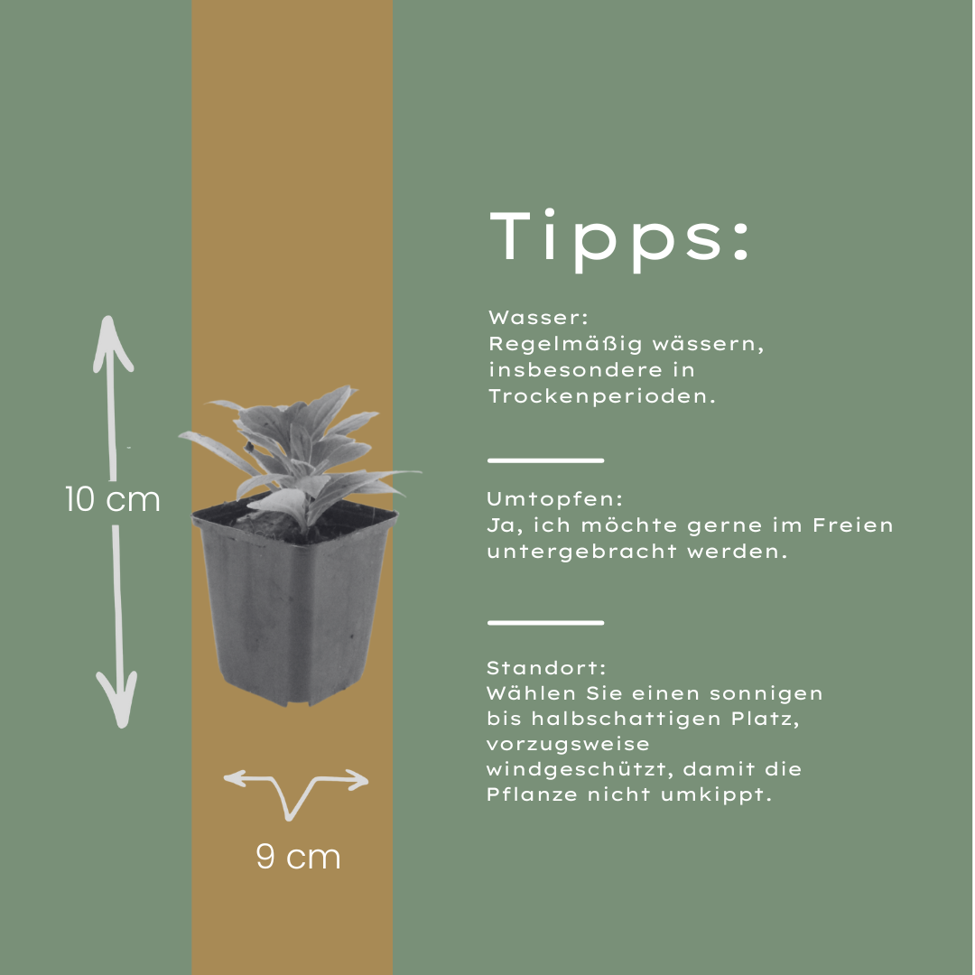 12x Aster frikartii 'Mönch' - Blütenstaude (10-25cm, Ø9cm)