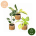3x Baby Tropical Mix - Ø6cm - 10-15cm - Verschiedene Farben Bild 5